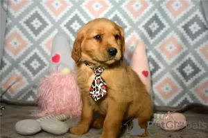 Photo №1. golden retriever - for sale in the city of Berlin | 264$ | Announcement № 107367