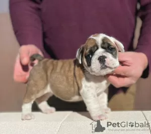 Photo №2 to announcement № 100199 for the sale of english bulldog - buy in United States private announcement