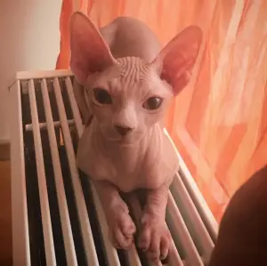 Photo №3. Canadian Sphynx (kitten) for sale. Estonia