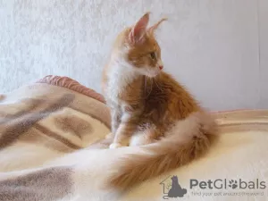 Photo №1. maine coon - for sale in the city of Kursk | 270$ | Announcement № 7541