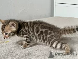 Additional photos: Bengal kittens from titled parents