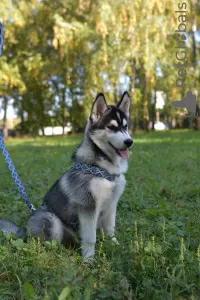 Photo №3. Siberian husky puppies. Ukraine