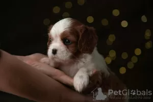 Photo №3. Cavalier King Charles Spaniel Puppies. Finland