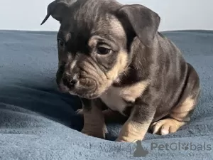 Photo №2 to announcement № 77296 for the sale of american bully - buy in Poland 