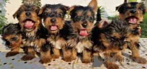 Photo №2 to announcement № 109708 for the sale of yorkshire terrier - buy in Serbia 