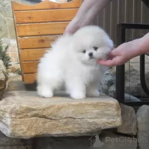 Photo №2 to announcement № 128804 for the sale of pomeranian - buy in Germany private announcement