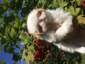 Photo №3. Kids japanese chin. Russian Federation