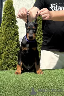 Additional photos: Doberman puppies for sale