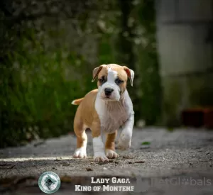 Photo №3. American Stafford Terrier puppies. Montenegro