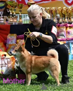 Additional photos: Shiba Inu puppies for sale