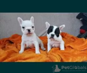 Photo №3. french bulldog. Germany