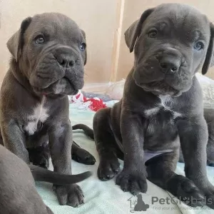 Additional photos: Cane corso puppies