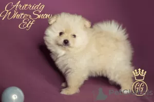 Additional photos: Small German Spitz puppies