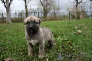 Additional photos: Turkish Kangal puppies