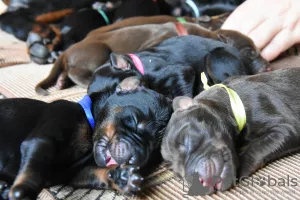 Additional photos: Dobermann puppies - Dan Smile Helgi and Adal Eskae Vangard, born on 25.08.2020.