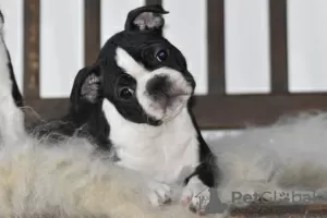 Photo №2 to announcement № 93002 for the sale of boston terrier - buy in Belgium breeder