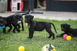 Photo №4. I will sell cane corso in the city of Loznica. breeder - price - negotiated