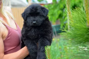 Photo №3. black female, 1.5 months, as a male, KSU, brand. Ukraine