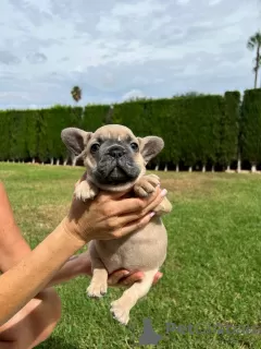 Photo №1. french bulldog - for sale in the city of Валенсия | negotiated | Announcement № 117001