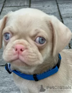 Photo №3. Pink pug puppies. Serbia