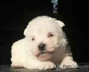 Additional photos: West Highland White Terrier puppies girls