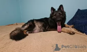 Additional photos: Long Hair German Shepherd working line puppies