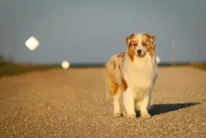 Photo №2. Mating service australian shepherd. Price - negotiated