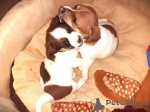 Additional photos: Jack Russell red and white boy and tricolor girl