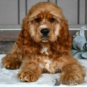 Photo №1. english cocker spaniel - for sale in the city of Bogotá | 200$ | Announcement № 45706