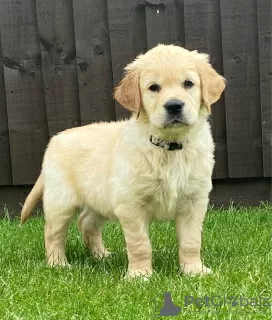 Photo №2 to announcement № 11286 for the sale of golden retriever - buy in United Kingdom private announcement