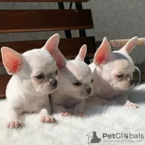 Photo №2 to announcement № 78368 for the sale of chihuahua - buy in United Kingdom private announcement