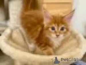 Photo №1. maine coon - for sale in the city of Гриндельвальд | Is free | Announcement № 129218