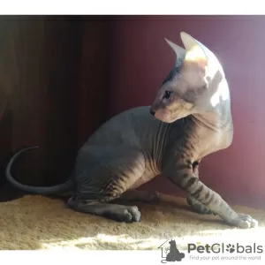 Photo №4. I will sell peterbald in the city of St. Petersburg. from nursery - price - negotiated