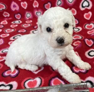 Photo №1. bichon frise - for sale in the city of Pori | Is free | Announcement № 127893