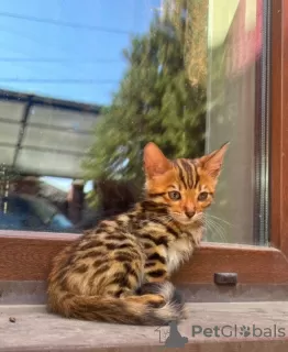 Photo №3. Wonderful Bengal kittens. Kazakhstan