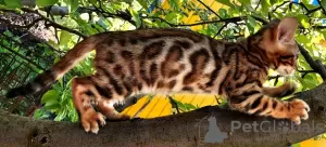 Photo №4. I will sell bengal cat in the city of Знаменка. private announcement - price - 1094$