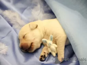 Additional photos: Labrador Retriever puppies