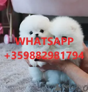 Photo №1. pomeranian - for sale in the city of Berlin | 370$ | Announcement № 100499