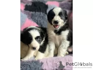 Photo №1. bearded collie - for sale in the city of Hendek | negotiated | Announcement № 10030