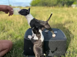 Additional photos: Miniature Bull Terrier FCI