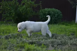 Additional photos: Puppies of breed Slovak Chuvach