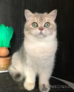 Photo №4. I will sell british shorthair in the city of Lviv. from nursery - price - 600$