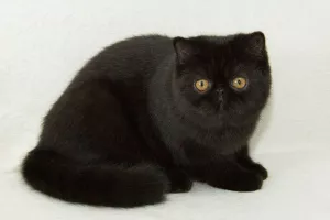 Photo №1. exotic shorthair - for sale in the city of Zaporizhia | 1124$ | Announcement № 5861