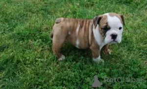 Photo №1. english bulldog - for sale in the city of Freising | 370$ | Announcement № 103855