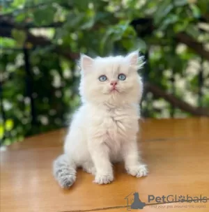 Additional photos: Golden British Shorthair Longhair Girls Boys