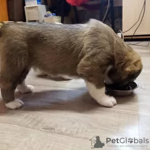 Additional photos: Central Asian shepherd puppy.