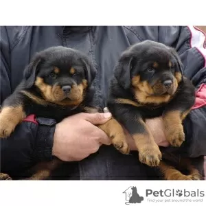 Photo №1. rottweiler - for sale in the city of Aachen | 370$ | Announcement № 103860