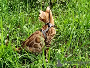 Additional photos: Bengal kittens for sale