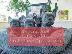 Photo №1. french bulldog - for sale in the city of Zürich | 402$ | Announcement № 11314