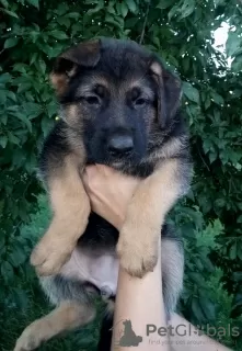 Photo №3. German shepherd puppies for sale. Moldova